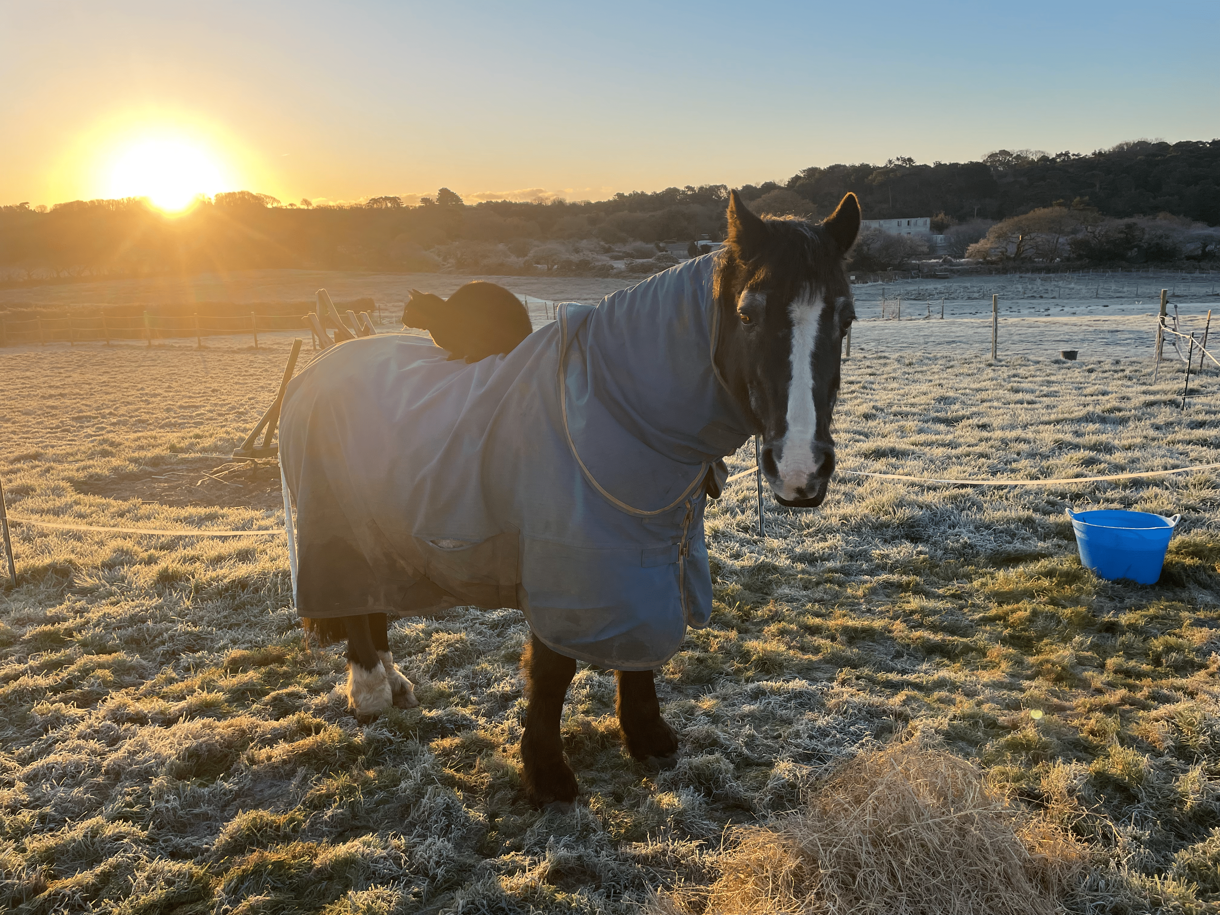 Professional equestrian facilities and stabling at a luxury horse-friendly holiday cottage in the UK.