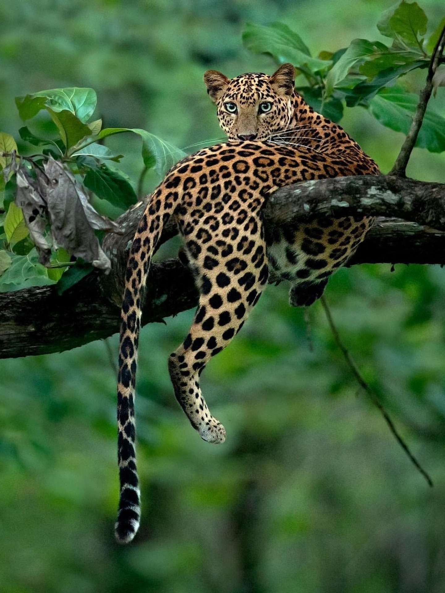 Horse Trekking Safari Africa featuring a Cheetah
