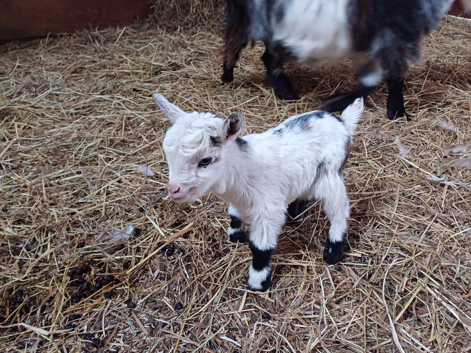 High-standard pygmy goat husbandry at Noonvares Farm, informing our curated farm holiday cottage selections.