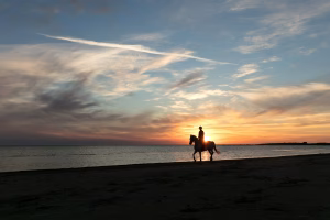 horseback riding lessons near me