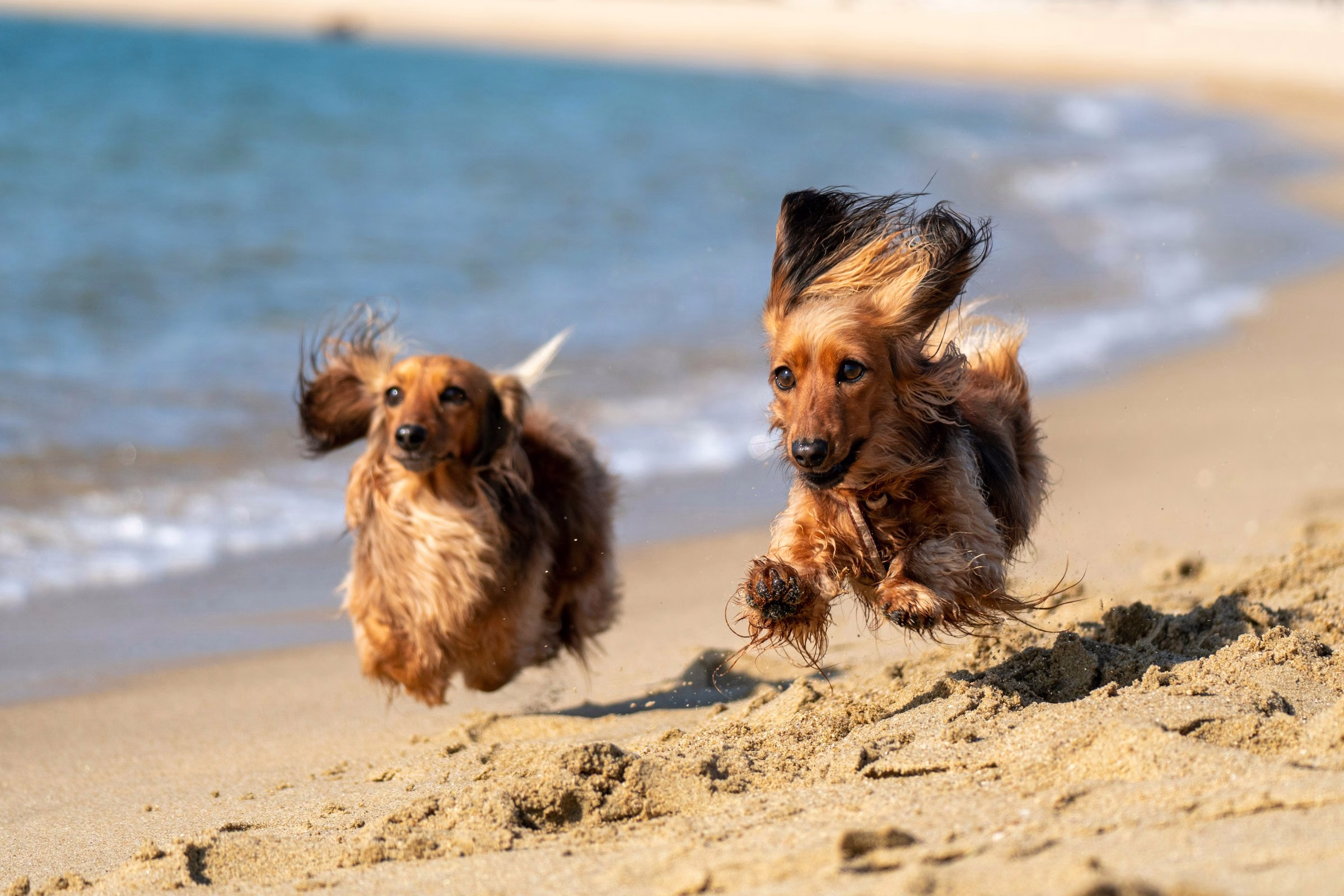 Dog friendly cottages Cornwall near beaches