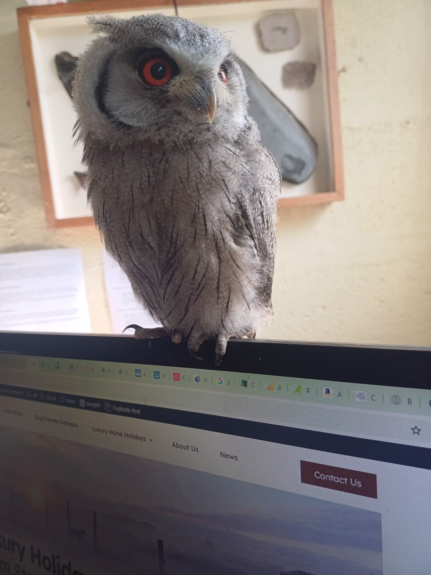 Luri in the office