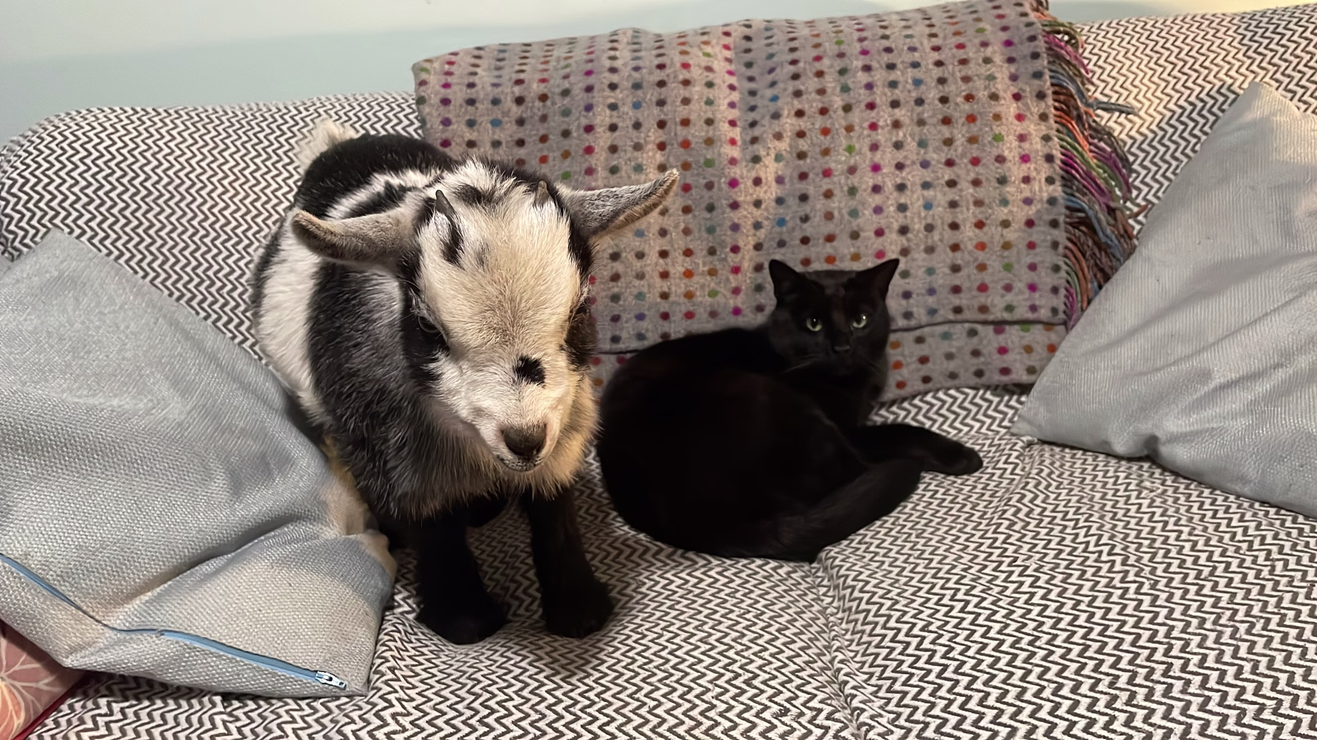 Dr Elizabeth's 12-Month Pygmy Goat Care Series