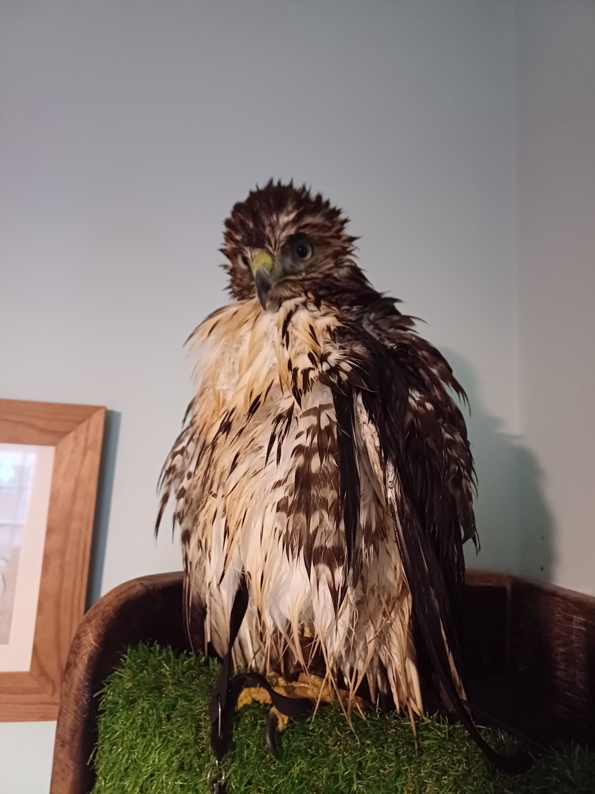 Apprentice handler evaluating a Red-Tailed Hawk as the best beginner falconer bird