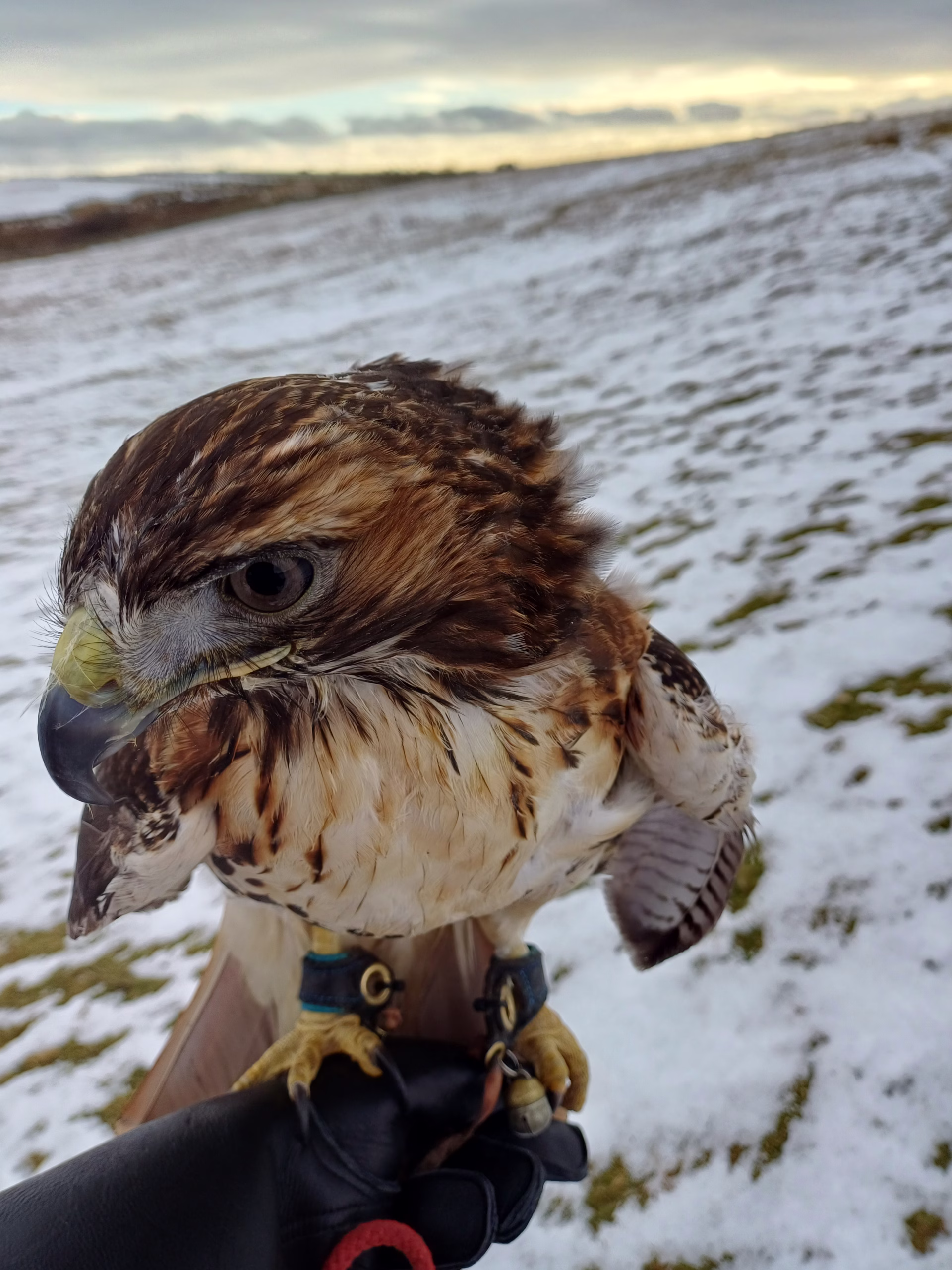 Caring for owl babies and choosing the best falconry bird for beginners