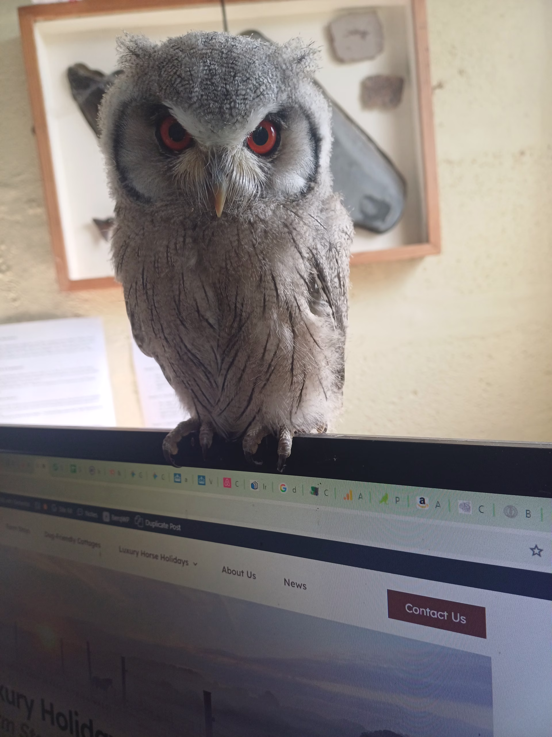 Comparing aviary and housing designs for the best falconry bird for beginners